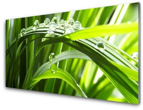 Akril üveg kép Grass vízcseppek Nature 100x50 cm