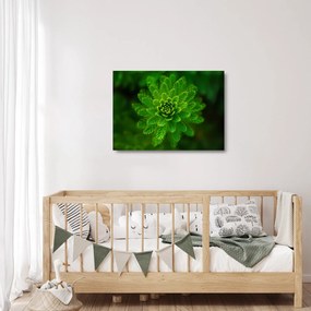 Tűlevelű képé (üvegen) (70x50 cm)