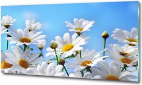 Fotó üvegkép Pitypang magok 125x50