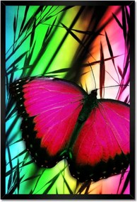 Poszterek keretben 40x60 Pillangó