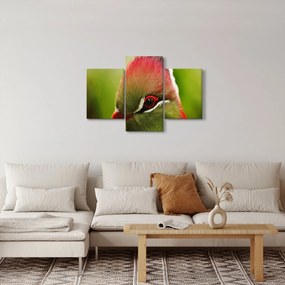 Színes madár képe (90x60 cm)