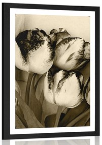 Poszter paszportuval tavaszi tulipánok szépia kivitelben
