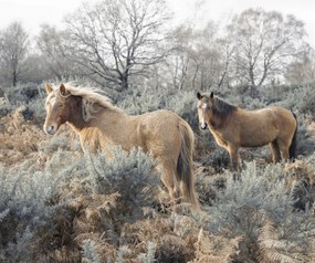 Poszter 60x50cm Lovak a vadonban, Assaf Frank