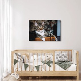 Macska képe (90x60 cm)