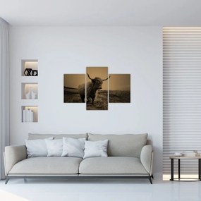Kép - Skót tehén menekül (90x60 cm)