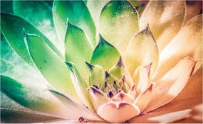 Fotótapéta flizelina Pozsgás rozetta színek Egzotikus falikép 300x210 +ragasztó