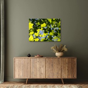 Kép - juhar levelek (üvegen) (70x50 cm)
