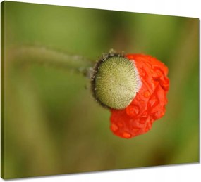 Vászonkép 50x40 Pipacs Virágok