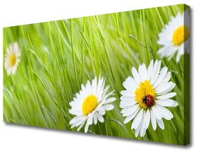 Vászonfotó Grass Nature Daisies 100x50 cm