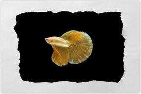 Poszterek 120x80 Arany sziámi hal