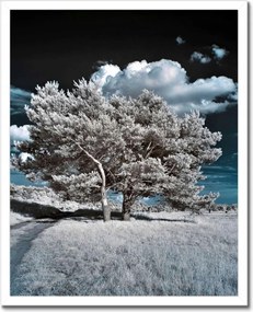 Poszterek keretben 40x50 Fa