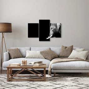 Kép - Elefánt (90x60 cm)