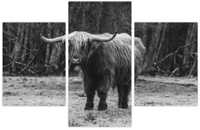 Kép - Skót tehén (90x60 cm)