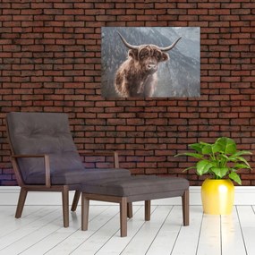 Kép - Highlander tehén (70x50 cm)