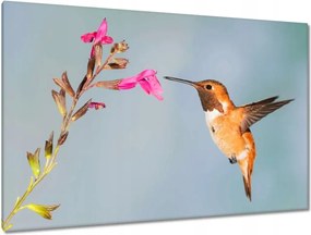 Festmények 120x80 Kolibri nektárt eszik