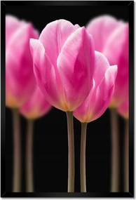 Poszterek keretben 40x60 Tulipánok Virágok