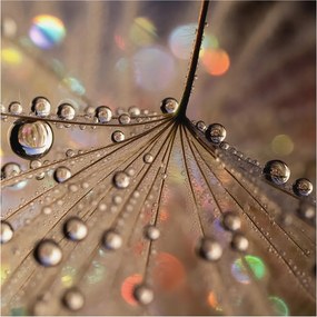 Fotótapéta Flizelin Dekoratív az irodába Gyöngycseppek 250x250 Ragasztó