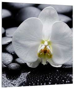 Orchidea képe (30x30 cm)