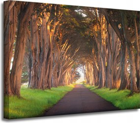 Vászonkép Út a fák között Natura 40x30 cm Ideális ajándék