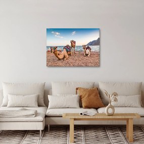 A tevék képe (70x50 cm)