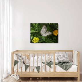 Kép - fehér pillangó (70x50 cm)