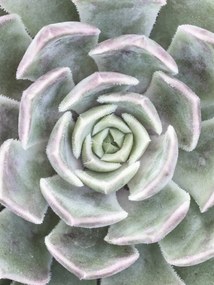 Poszter 60x80cm Pozsgás, Assaf Frank