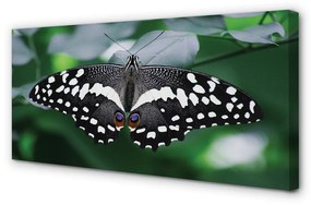 Canvas képek Színes pillangó levelek 125x50 cm