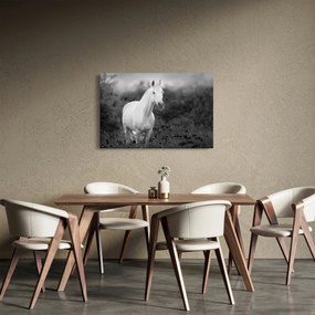 Egy fehér ló képe egy réten, fekete-fehér (90x60 cm)