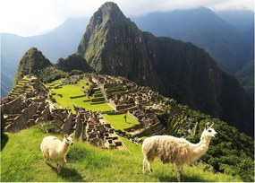 Kép - Lámák Machu Picchuban (70x50 cm)