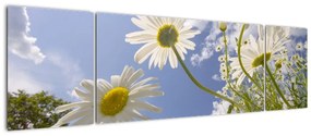 Kép - százszorszép, tavasszal (170x50cm)