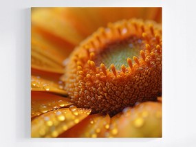 Vászonkép Canvas Természet Makro Fotózás Virág Gerbera Aster 80x80