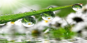 Fotó üvegkép Cseppek a fűben 140x70