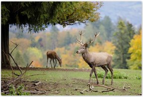 Poszterek 185x125 Szarvas a szeretett szarvassal