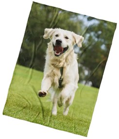 BedTex Mikroplyš takaró Golden Retriever, 150 x200 cm