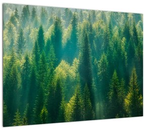 Kép - fenyőerdő (üvegen) (70x50 cm)
