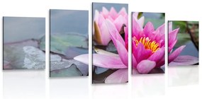 5 részes kép rózsaszínű lótusz virág