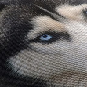 Husky kutya kép (70x50 cm)