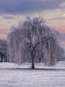 Poszter 30x40cm Fagy borítja, Assaf Frank