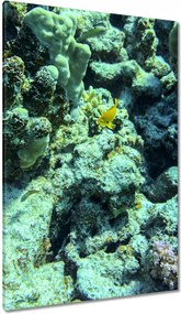 Vászonkép 80x120 Víz alatti világ a zátonyon