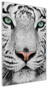 Üvegkép Fehér tigris osv-13468757