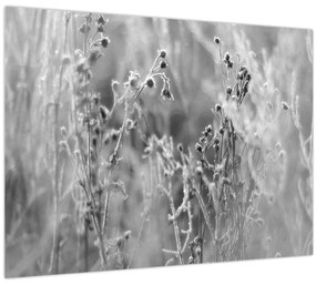 Üveg kép - Wild Meadow (70x50 cm)
