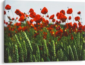 A pipacsok képe a szélben (70x50 cm)