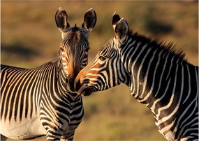 Üveg kép - Két zebra (70x50 cm)