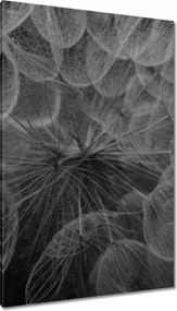 Vászonkép 80x120 Pitypang Virág Virágok