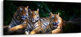Kép - Tigris testvérek (120x50 cm)