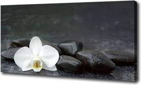 Canvas falikép Orchidea 100x70 cm