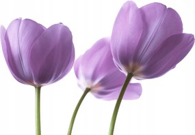 Poszter 42x29,7cm Lila tulipánok, Assaf Frank