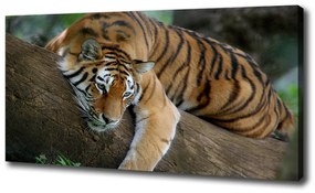 Vászonkép Tiger a fán oc-4289086