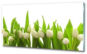 Egyedi üvegkép Fehér tulipán osh-40774643