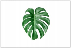 Poszterek 120x80 Monstera Lyukas levél
